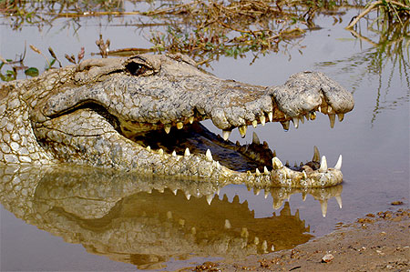 Article : Ouagadougou:  crocodiles et jardiniers chassent sur le même terrain